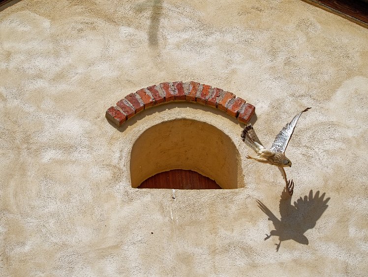 Kestel in the Vosges